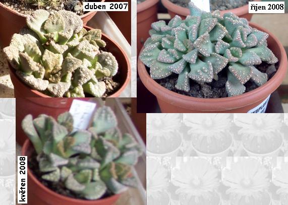 titanopsis_calcarea.JPG