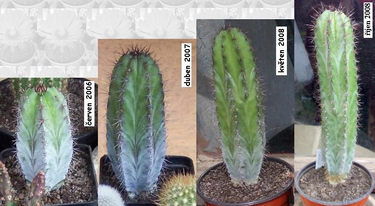 polaskia_chichipe.JPG