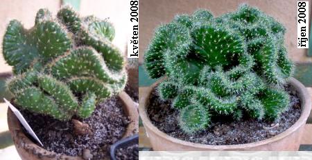 opuntia_subulata_cristata.jpg