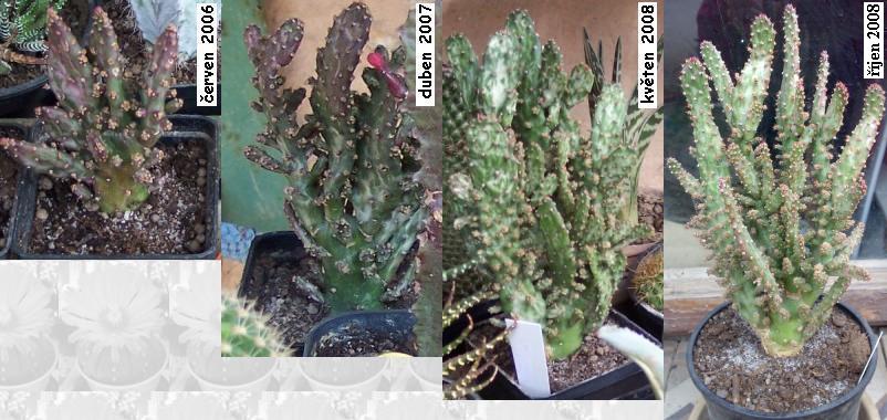 opuntia_monacantha_monstrosa.JPG