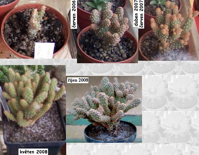 opuntia_microdasys_monstrosa.JPG