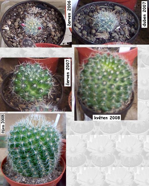 mammillaria_zeilmanniana_mlada.JPG
