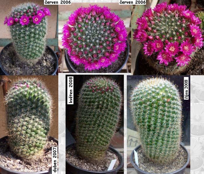 mammillaria_zeilmanniana.JPG