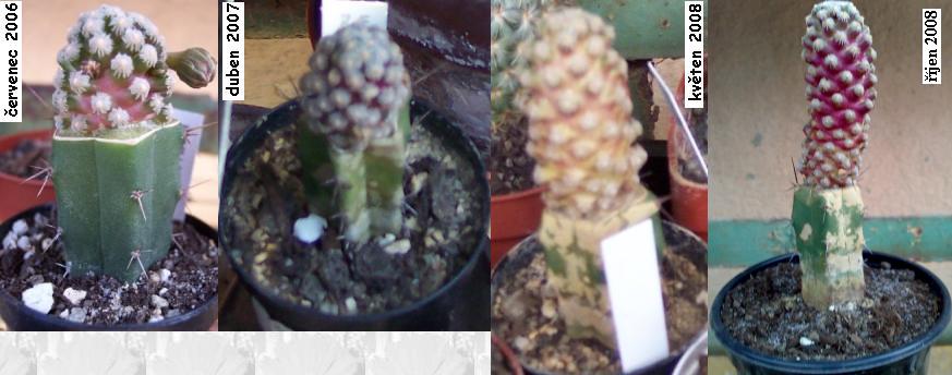 mammillaria_theresae.JPG