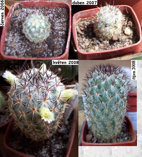mammillaria_microhelia.JPG