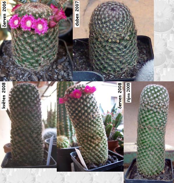 mammillaria_huitzilopochtli.JPG