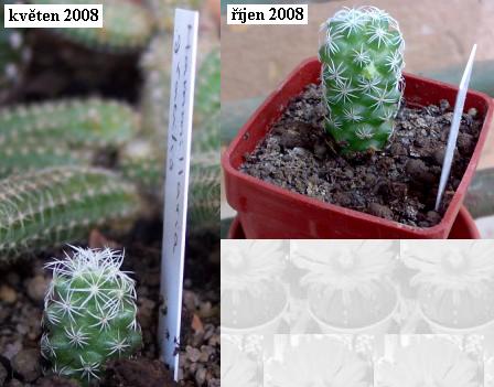 mammillaria_gracilis.jpg