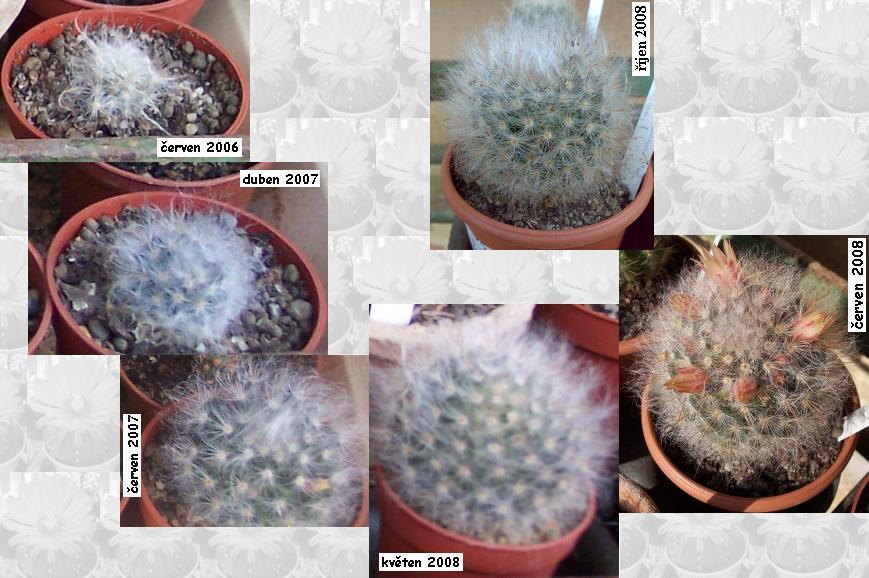 mammillaria_bocasana.JPG