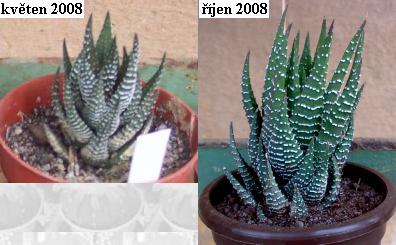 haworthia_coarctata.jpg