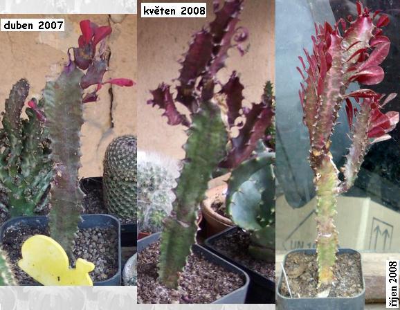 euphorbia_trigona_rubra.JPG