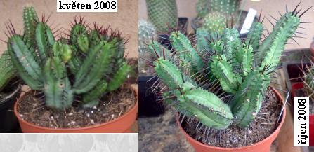 euphorbia_enopla.jpg