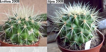 echinocactus_grusonii.jpg