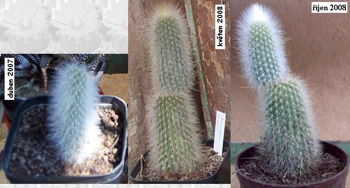 cleistocactus_strausii.JPG