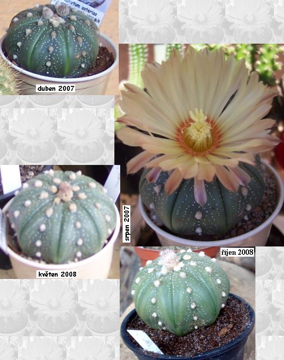 astrophytum_asterias.JPG