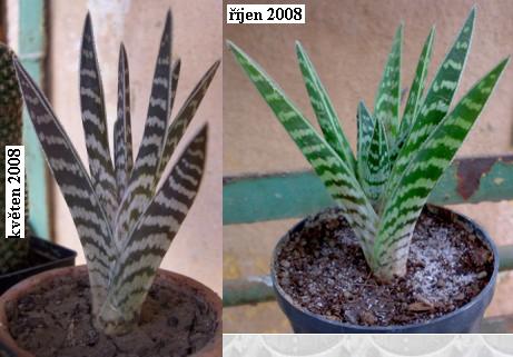 aloe_variegata.jpg