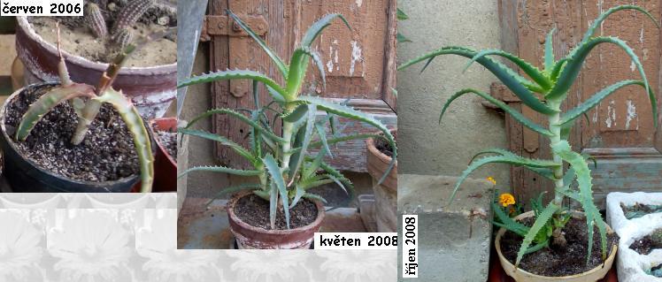 aloe_arborescens.JPG