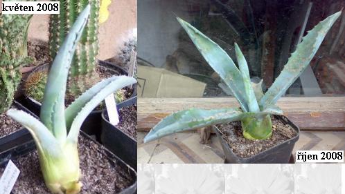 agave.jpg