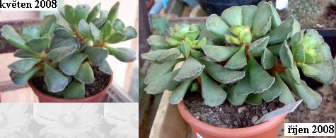 adromischus_cristatus.jpg