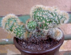 Cephalocleistocactus_schattaianus_cristata.jpg