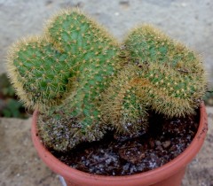 cleistocactus_winteri_cristata.jpg