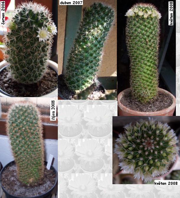 mammillaria_ernestii_albiflora.JPG