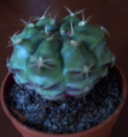 gymnocalycium_damsii.jpg